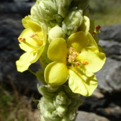 Verbascum thapsus subsp. thapsus (Great Mullein, Aaron's Rod) at Black Mountain - 10 Dec 2016 by RWPurdie