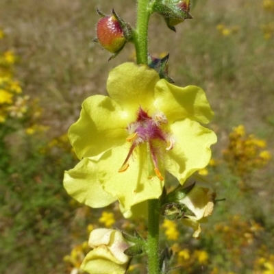 Verbascum virgatum (Green Mullein) at Black Mountain - 10 Dec 2016 by RWPurdie