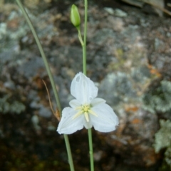 Arthropodium fimbriatum (Nodding Chocolate Lily) at Farrer, ACT - 6 Dec 2016 by julielindner