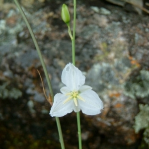 Arthropodium fimbriatum at Farrer, ACT - 6 Dec 2016 11:22 AM