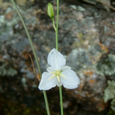 Arthropodium fimbriatum (Nodding Chocolate Lily) at Farrer Ridge - 6 Dec 2016 by julielindner