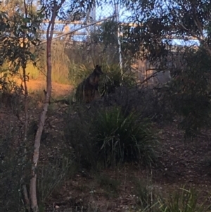 Wallabia bicolor at Aranda, ACT - 11 Dec 2016