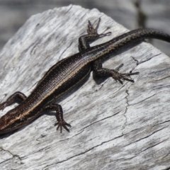 Pseudemoia spenceri (Spencer's Skink) at Cotter River, ACT - 9 Dec 2016 by JohnBundock