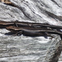 Pseudemoia spenceri at Cotter River, ACT - 9 Dec 2016