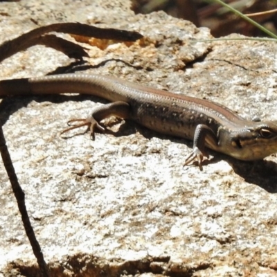 Liopholis whitii (White's Skink) at Cotter River, ACT - 9 Dec 2016 by JohnBundock