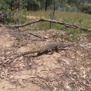 Varanus rosenbergi at Uriarra, NSW - suppressed