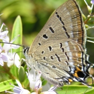 Jalmenus ictinus at Stromlo, ACT - 11 Dec 2016 10:58 AM