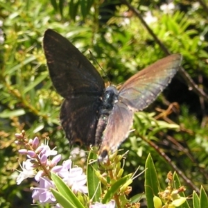 Jalmenus ictinus at Stromlo, ACT - 11 Dec 2016