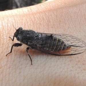 Atrapsalta furcilla at Gungahlin, ACT - 20 Nov 2016