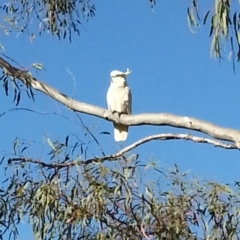 Cacatua galerita (Sulphur-crested Cockatoo) at Stromlo, ACT - 10 Dec 2016 by MatthewFrawley