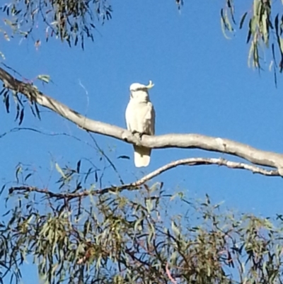 Cacatua galerita (Sulphur-crested Cockatoo) at Stromlo, ACT - 10 Dec 2016 by MatthewFrawley