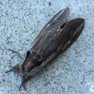 Endoxyla encalypti at Stromlo, ACT - 10 Dec 2016