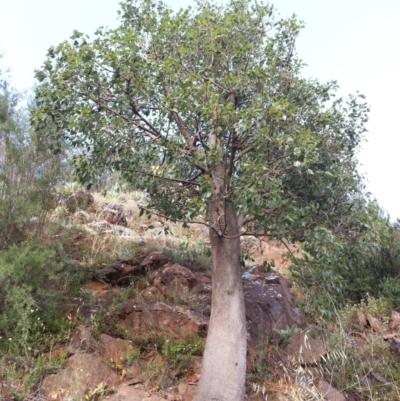 Brachychiton populneus subsp. populneus (Kurrajong) at Bullen Range - 10 Dec 2016 by MatthewFrawley