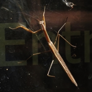 Tenodera australasiae at Paddys River, ACT - 5 Mar 2016