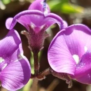 Swainsona sp. at Wambrook, NSW - 17 Nov 2016