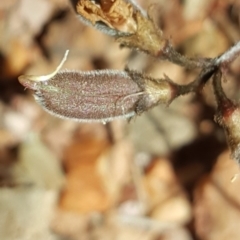 Swainsona sp. at Wambrook, NSW - 17 Nov 2016