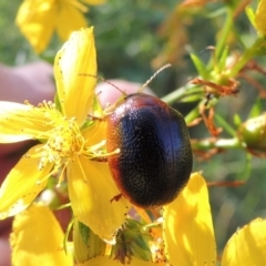 Dicranosterna immaculata (Acacia leaf beetle) at Paddys River, ACT - 10 Dec 2016 by michaelb