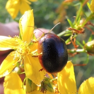 Dicranosterna immaculata at Paddys River, ACT - 10 Dec 2016