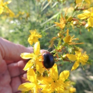 Dicranosterna immaculata at Paddys River, ACT - 10 Dec 2016 06:05 PM