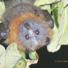 Pteropus poliocephalus (Grey-headed Flying-fox) at Holt, ACT - 21 Nov 2016 by ChrisDavey