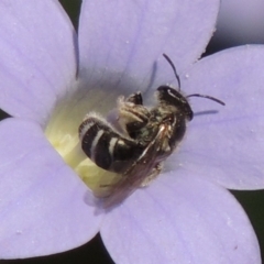 Lasioglossum (Chilalictus) sp. (genus & subgenus) (Halictid bee) at Conder, ACT - 10 Nov 2016 by MichaelBedingfield