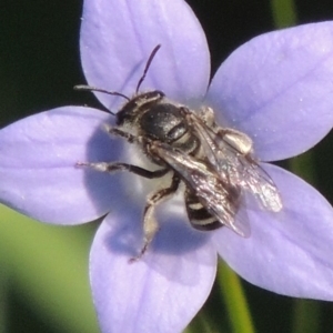 Lasioglossum (Chilalictus) sp. (genus & subgenus) at Conder, ACT - 10 Nov 2016 05:07 PM