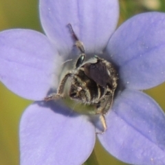 Lasioglossum (Chilalictus) sp. (genus & subgenus) at Conder, ACT - 10 Nov 2016 05:07 PM