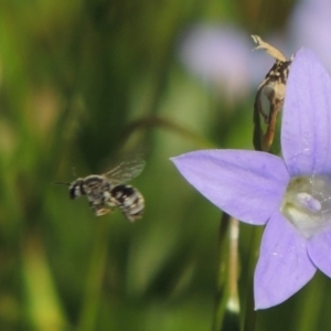 Lasioglossum (Chilalictus) sp. (genus & subgenus) at Conder, ACT - 10 Nov 2016 05:07 PM