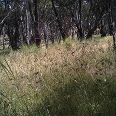 Unidentified at Mulligans Flat - 11 Dec 2016 by MulligansFlat1