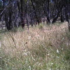 Unidentified at Mulligans Flat - 11 Dec 2016 by MulligansFlat1