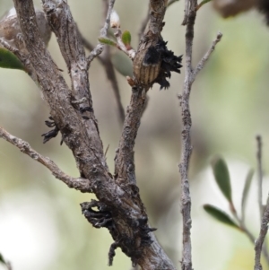 Septobasidium clelandii [Harpographium state] at Paddys River, ACT - 7 Dec 2016