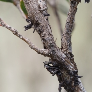 Septobasidium clelandii [Harpographium state] at Paddys River, ACT - 7 Dec 2016