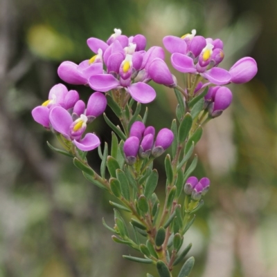 Comesperma retusum (Mountain Milkwort) at Paddys River, ACT - 7 Dec 2016 by KenT