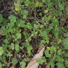 Hydrocotyle hirta at Cotter River, ACT - 1 Dec 2016