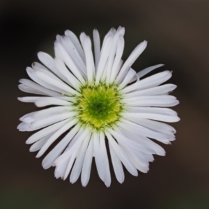 Lagenophora stipitata at Cotter River, ACT - 1 Dec 2016