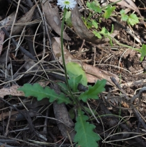 Lagenophora stipitata at Cotter River, ACT - 1 Dec 2016