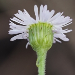 Lagenophora stipitata at Cotter River, ACT - 1 Dec 2016