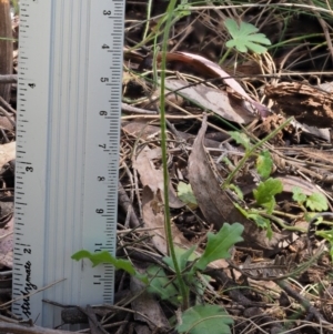 Lagenophora stipitata at Cotter River, ACT - 1 Dec 2016