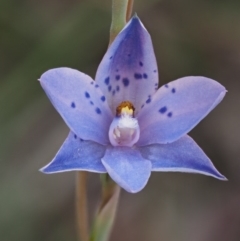 Thelymitra juncifolia (Dotted Sun Orchid) at Cotter River, ACT - 1 Dec 2016 by KenT