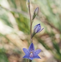 Thelymitra juncifolia at Cotter River, ACT - 1 Dec 2016