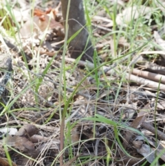 Thelymitra juncifolia at Cotter River, ACT - suppressed