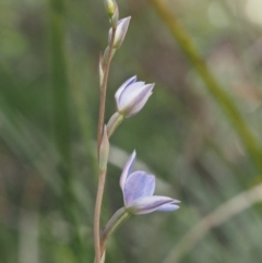 Thelymitra juncifolia at Cotter River, ACT - 1 Dec 2016