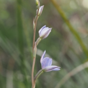 Thelymitra juncifolia at Cotter River, ACT - suppressed