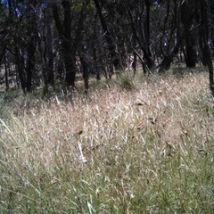 Unidentified at Mulligans Flat - 11 Dec 2016 by MulligansFlat1