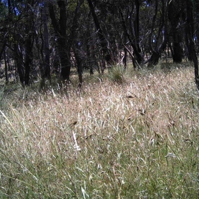 Unidentified at Mulligans Flat - 11 Dec 2016 by MulligansFlat1