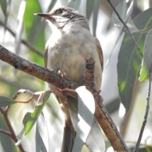 Melithreptus brevirostris at Kambah Pool - 12 Dec 2016 09:58 AM