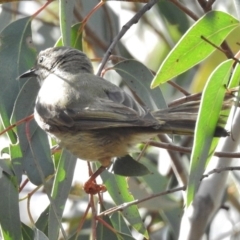 Melithreptus brevirostris at Kambah Pool - 12 Dec 2016