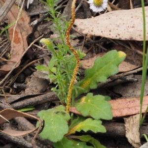 Puccinia lagenophorae at Cotter River, ACT - 1 Dec 2016