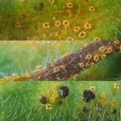 Puccinia lagenophorae at Cotter River, ACT - 1 Dec 2016