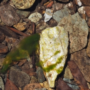 Spirogyra sp. at Cotter River, ACT - 1 Dec 2016